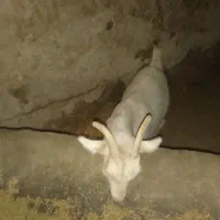 بزغاله ماده آبستن سانن