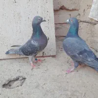 کبوتر نر ماده