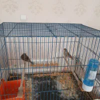 دوجفت قناری اماده کار باتمام وسایل وقفس ۴تومن