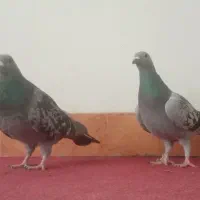 کبوتر های جفتی خوشکل و یک ماده رسمی ونر دمسیاه و..|پرنده|زرند, |دیوار