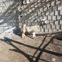 یک راس میش ترکی|حیوانات مزرعه|کوهرنگ, |دیوار