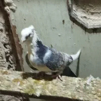 طوقی|پرنده|مهریز, |دیوار