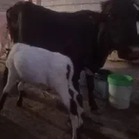حیوانات