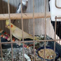 فروش|پرنده|پره‌سر, |دیوار