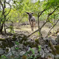 خر جوان|حیوانات مزرعه|دابودشت, |دیوار