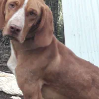 سگ پیونتر|سگ|رودبنه, |دیوار