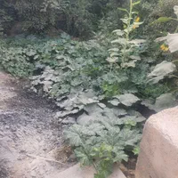 زمین ۱۱۷۰متربلوارجمهوری فاز ۱کوثر معاوضه با ماشین