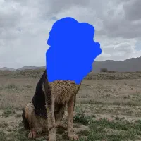 واگذاری سگ پژدر