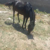 وجین کن با اسب پذیرفته میشود