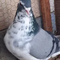 کبوتر بدرنگ گلین،خرقه