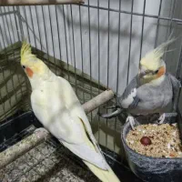 عروس هلندی|پرنده|احمدآبادمستوفی, |دیوار