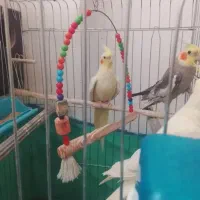 عروس مولد تروتمیز