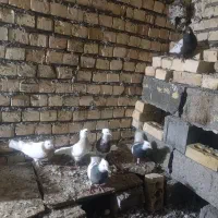 کبوتر طوقی.سینه.