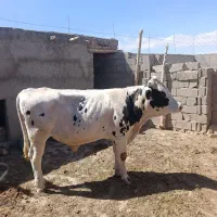 گوساله نر فروشی