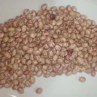 لوبیا چیتی|خوردنی و آشامیدنی|قره پشتلو, |دیوار