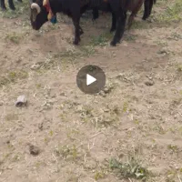 بره قوچ شاخی افشاری