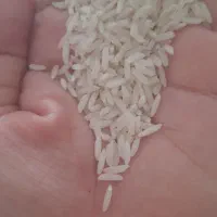 برنج هاشمی سورتینگ شده