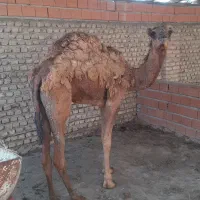 کوشک