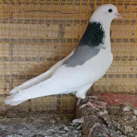 سه تا کبوتر