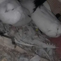 کبوتر گویروخلی