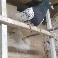 کفتر پرشی|پرنده|مشهد, سمزقند|دیوار