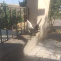 خروس
