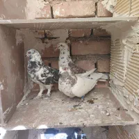 کبوتر|پرنده|سرپل ذهاب, |دیوار