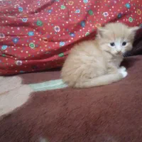 گربه پرشین
