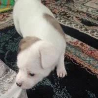 واگذاری توله سگ  جک راسل تریر فوری|سگ|شیراز, گلکوب|دیوار