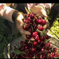 اجاره باغات میوه گیلاس البالو الچه زردآلو و....