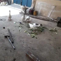 غاز محلی ۵عدد