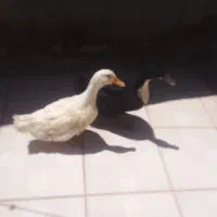 یک جفت اردک