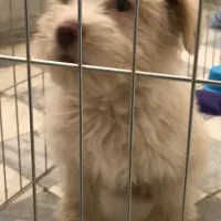 واگذاری سگ|سگ|ایلام, |دیوار