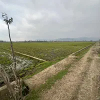 زمین مزروعی و شالیزار