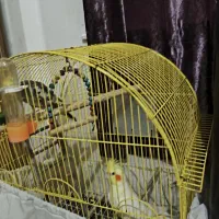 دو عدد عروس هلندی