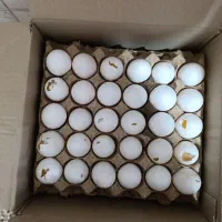 پخش تخممرغ روز|خوردنی و آشامیدنی|گنبد کاووس, |دیوار