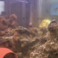 اکواریم اب شور