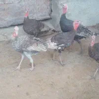 بوقلمون