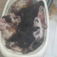 کله پاچه بره بزغاله نر دونه فقط فقط ۵۰۰