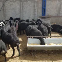 قوچ ویره قوچ