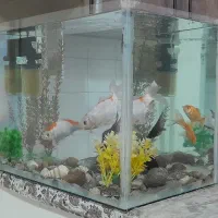 آکواریوم و ماهی|ماهی|ایلام, |دیوار