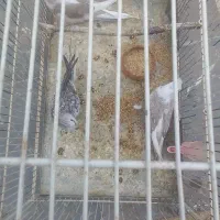 جوجه عروس دانخور|پرنده|رشت, کوی عرفان|دیوار