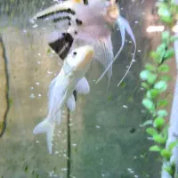 ماهی آلمانی|ماهی|مشهد, شهید فرامرز عباسی|دیوار