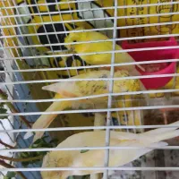 قناری نر|پرنده|مشهد, شهید قربانی|دیوار