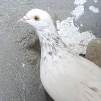 کبوتر|پرنده|قشم, |دیوار