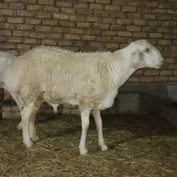 بره چینی