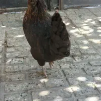 مرغ