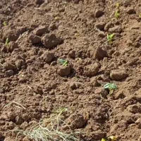 اجاره زمین کشاورزی ده هکتار