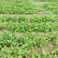 خانه باغ معاوضه باماشین اتوماتیک