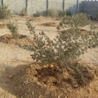 خدمات باغبانی.ویلا و باغچه...|خدمات باغبانی و درختکاری|نجف‌آباد, هفده شهریور|دیوار